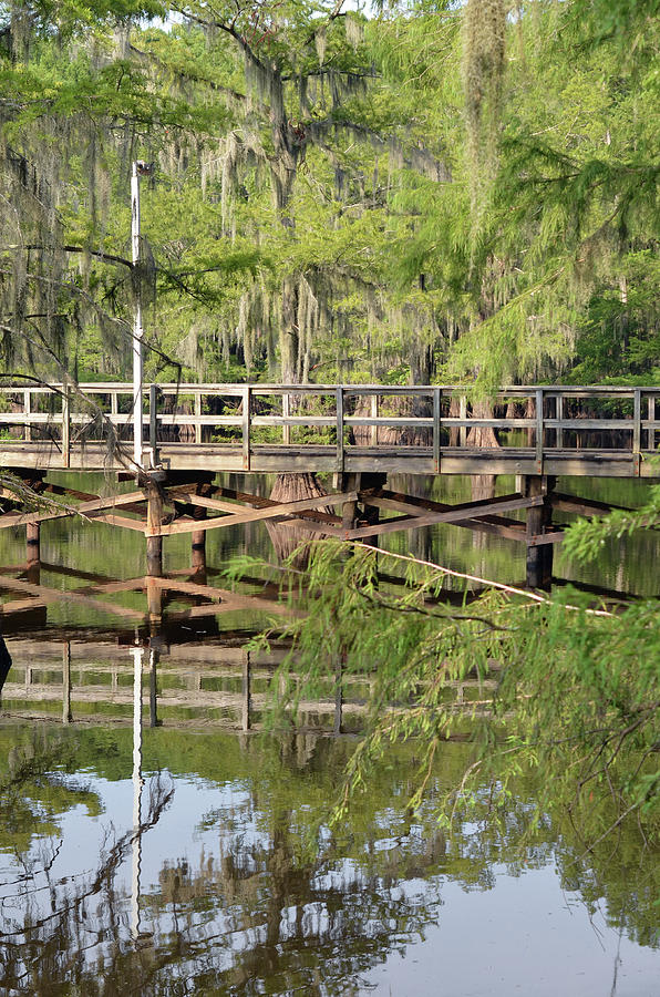Caddo Lake State Park Mill Pond Wooden Pier Reflection Texas Photograph by Shawn OBrien