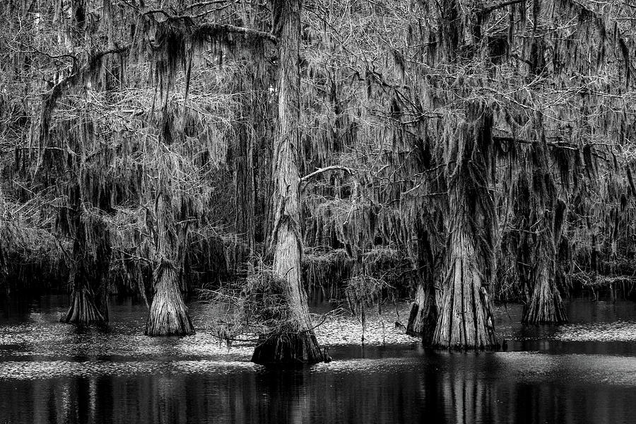 Caddo Lake State Park Photograph by Stephen Stookey - Fine Art America