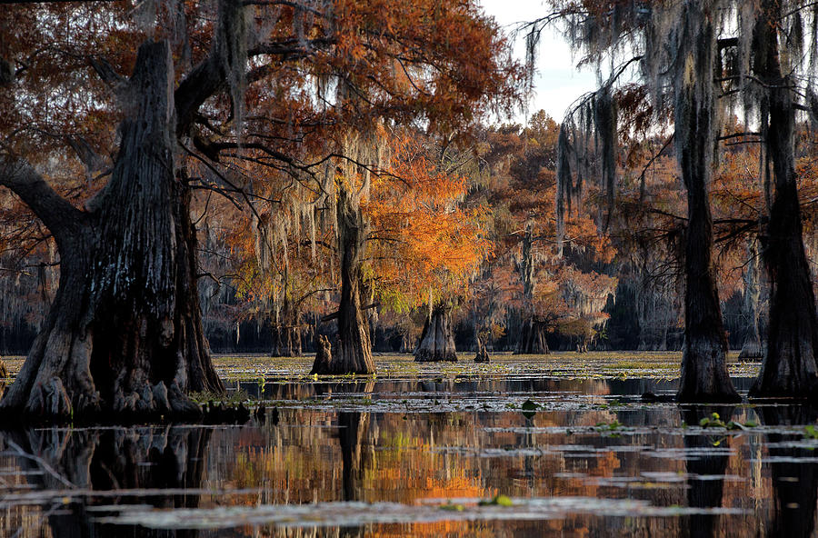Caddo Lake State Park - Texas  Photograph by William Rainey