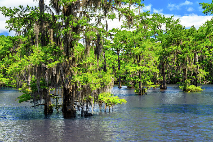 Caddo Lake Trees Photograph by James Eddy