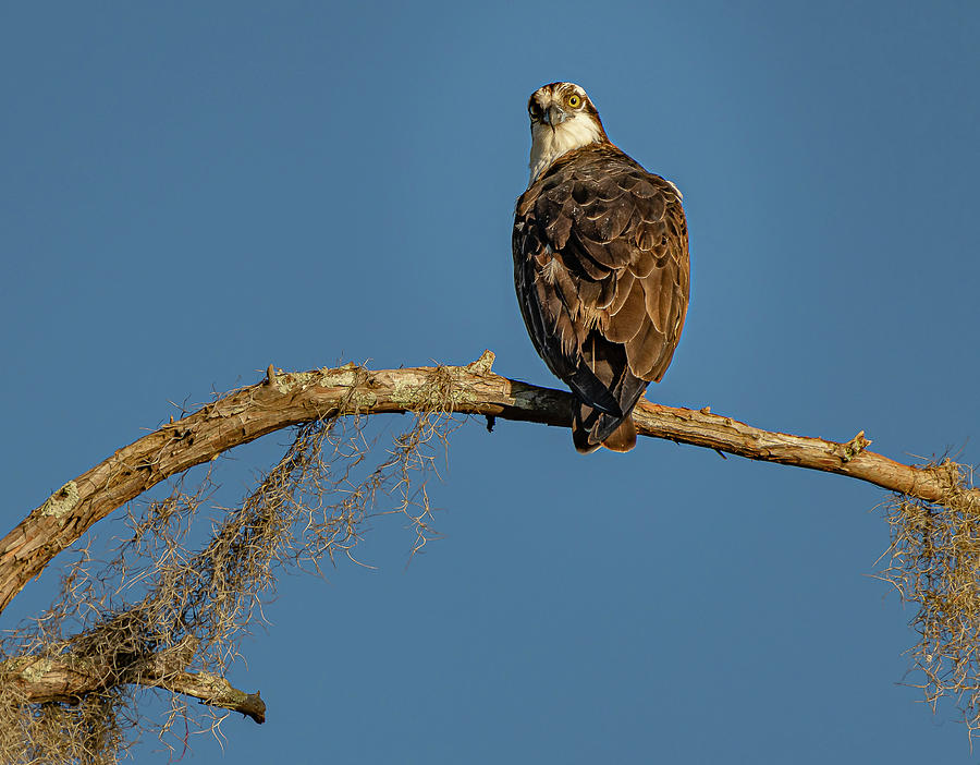Caddo Osprey Photograph by David Downs
