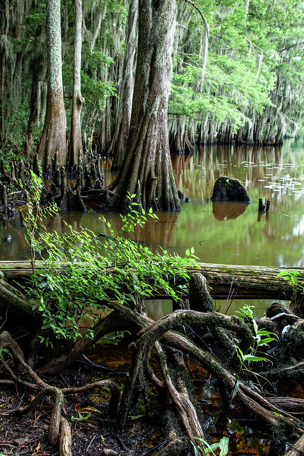 Caddo Roots Photograph by Iris Greenwell