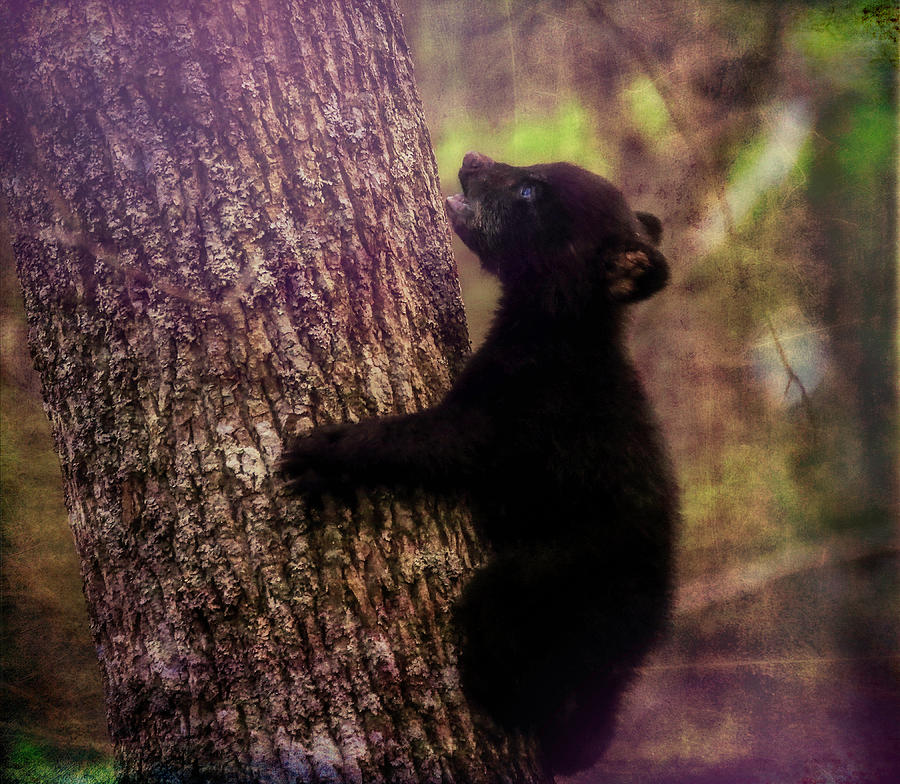 Cades Cove Bear Cub On Tree Photograph by Dan Sproul