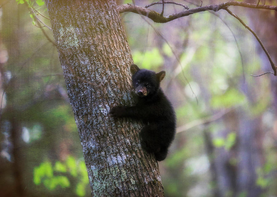 Cades Cove Black Bear Cub Textured Photograph by Dan Sproul