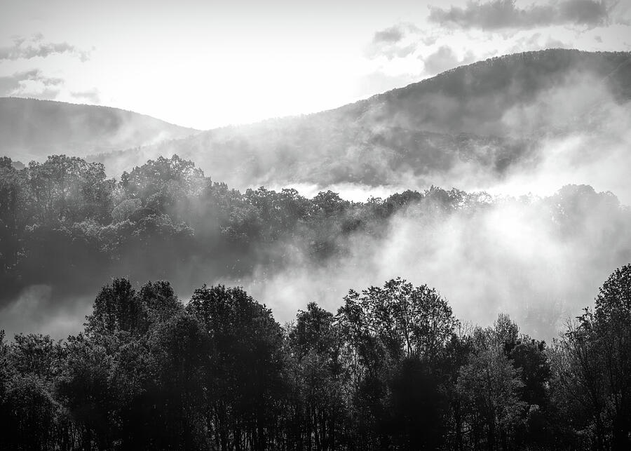 Cades Cove Forest Fog Black And White Photograph by Dan Sproul