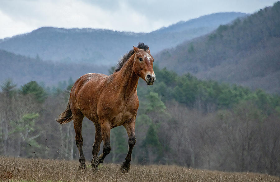 Freedom in the Foothills, Cades Cove Horse Series Photograph by Marcy Wielfaert