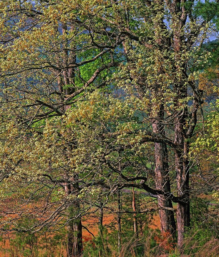 Nature Photograph - Cades Cove, Great Smoky Mountains National Park, Tennessee by Tim Fitzharris