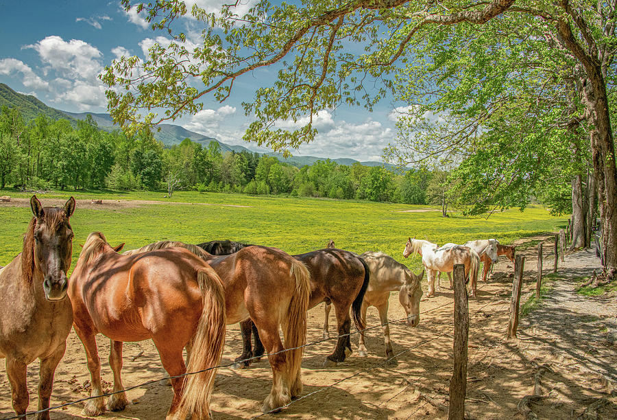 Cades Cove Horse Pasture, Great Smoky Mountains National Park Photograph by Marcy Wielfaert
