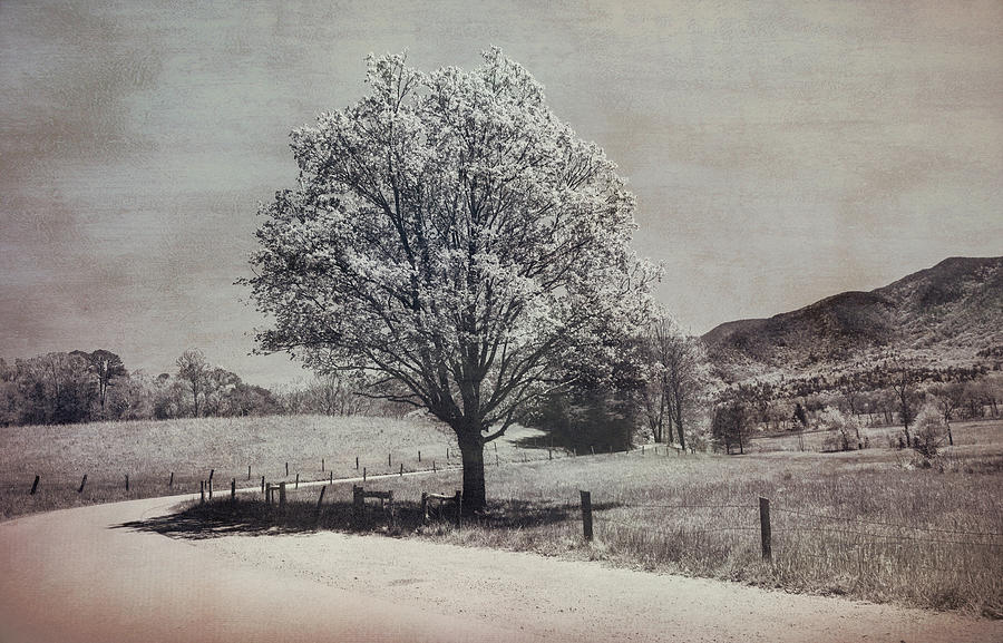Cades Cove Loop Road Textured Photograph by Dan Sproul