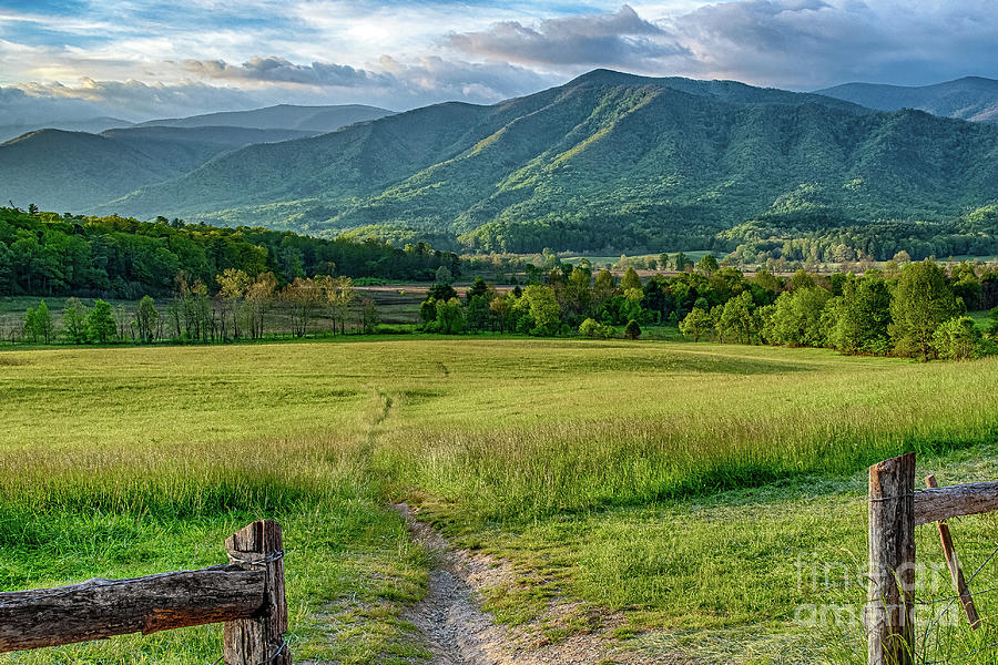 Tree Photograph - Cades Cove Overlook 1 by Jimmy Pappas