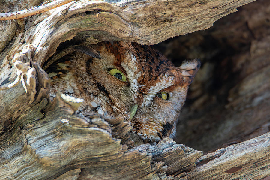 Cades Cove Screech Owl Photograph by Douglas Wielfaert