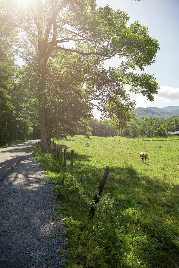 Cades Cove Serenity Photograph by Jessica Brown