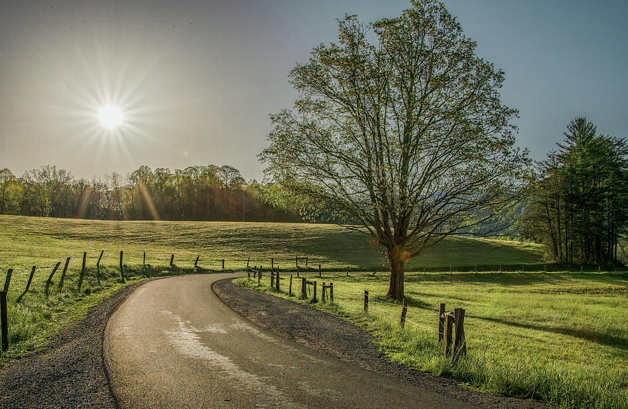 Cades Cove Spring Sunshine Photograph by Marcy Wielfaert