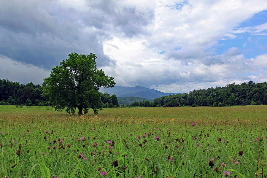 Cades Cove Wildflower Pasture Photograph by Jennifer Robin