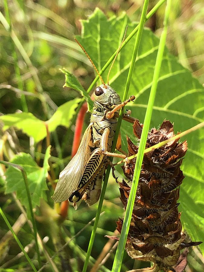 Caelifera #1 Lucky Grasshopper Photograph by Rachelle Stracke