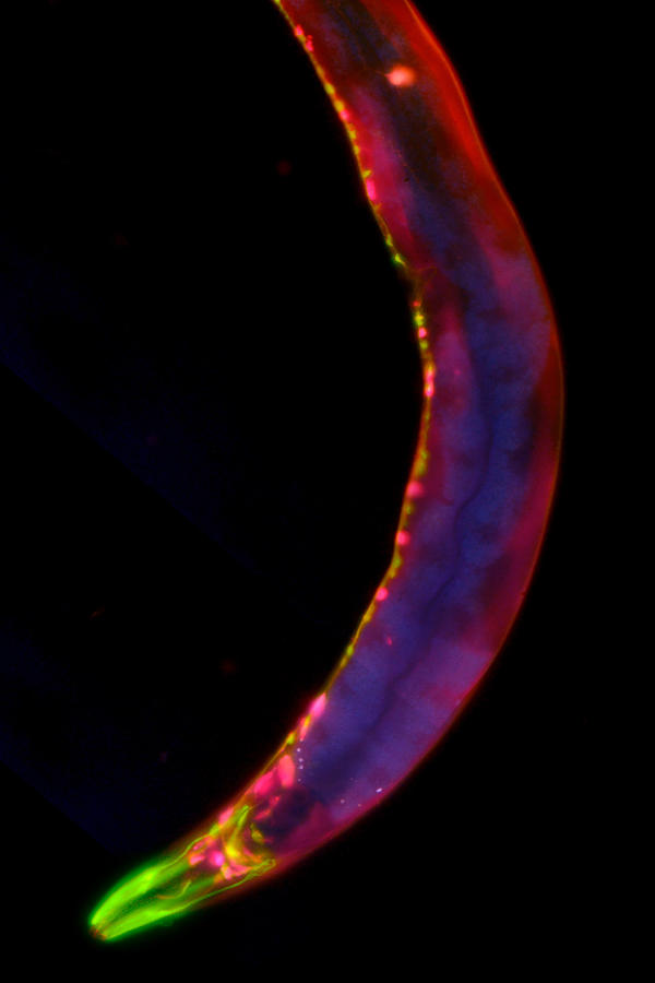 Caenorhabditis elegans Photograph by HeitiPaves