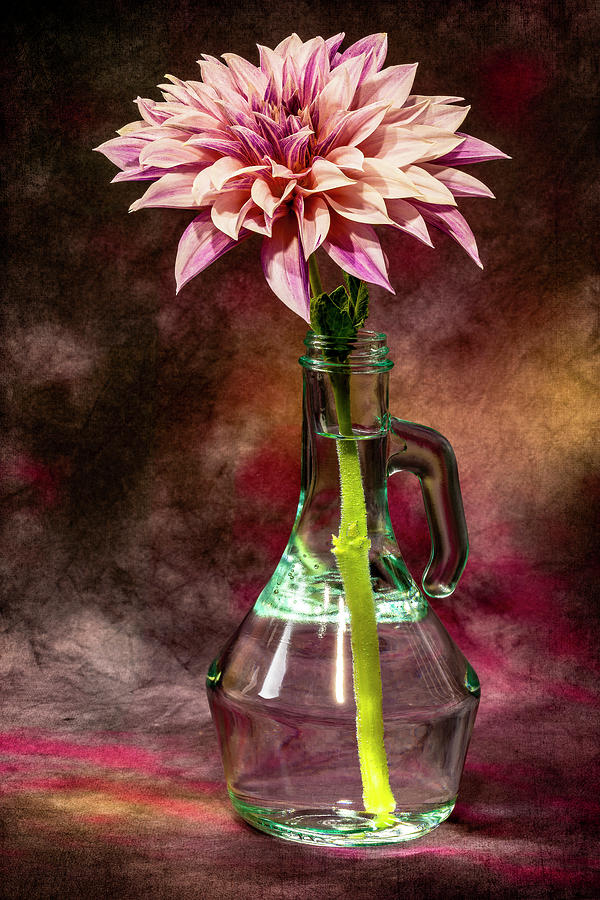 Cafe au Lait Dahlia Photograph by Gary McJimsey - Pixels