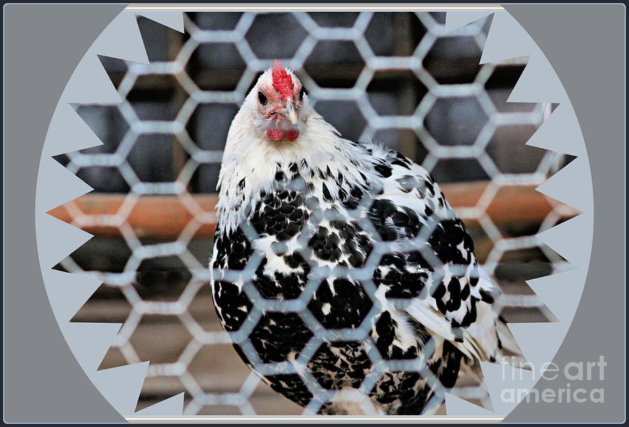 Caged Hen Framed Photograph
