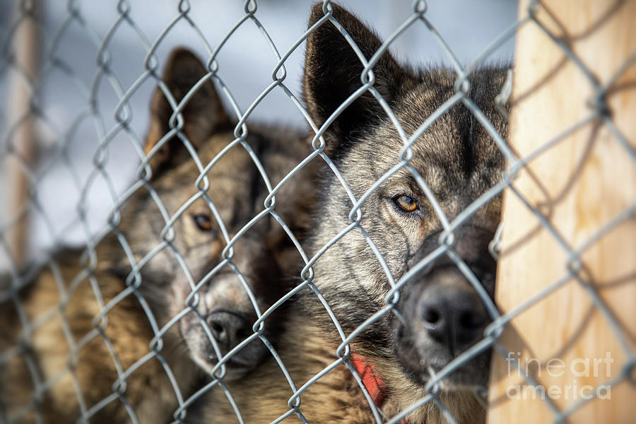 Caged husky sled dogs in Svalbard Photograph by Jane Rix