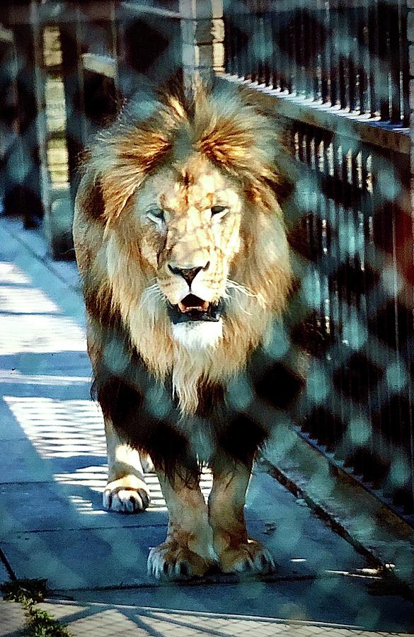 Caged Lion Photograph by Gordon James
