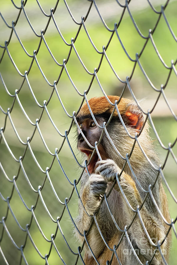 Caged monkey Photograph by Mendelex Photography