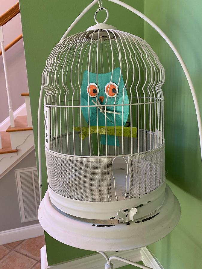 Caged Owl Photograph by Lee Darnell
