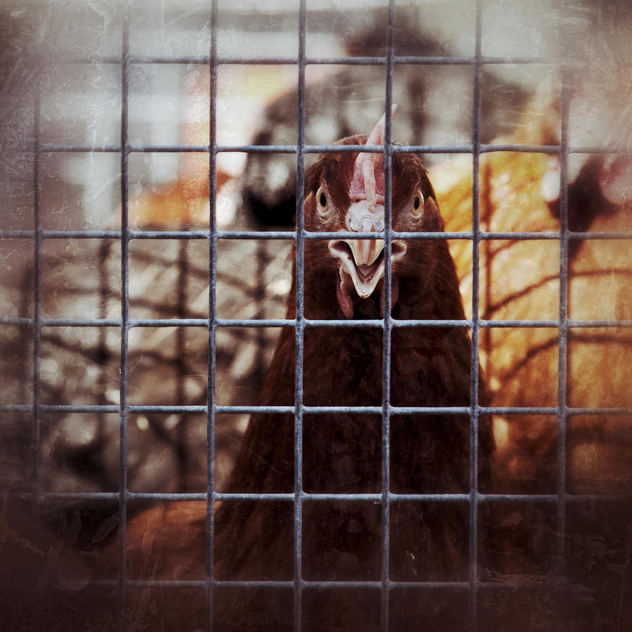 Caged poultry Photograph by Kaarsten