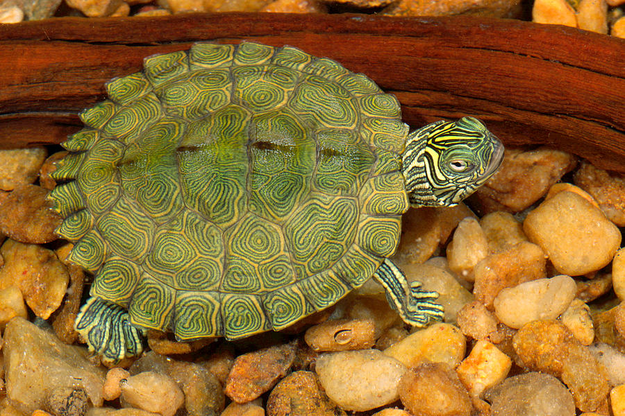 Cagle's Map Turtle Photograph by Michael Redmer - Fine Art America