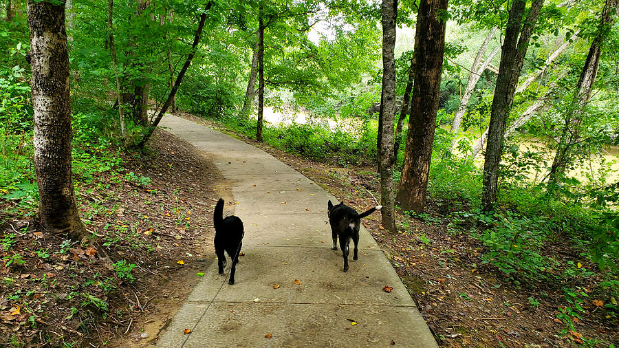 Cahaba River Walk Park Photograph by Kenny Glover