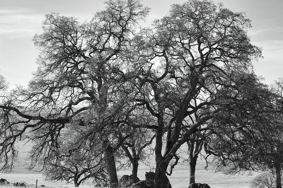Caifornia Trees BW Photograph by Cathy Anderson
