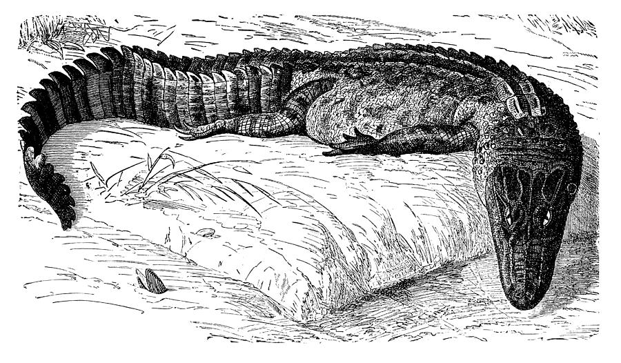 Caiman is an alligatorid crocodilian belonging to the subfamily Caimaninae Drawing by Nastasic