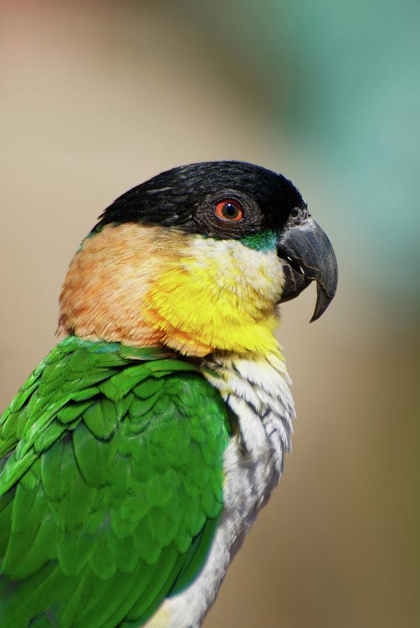 Caique Parrot Photograph by Pat Exum