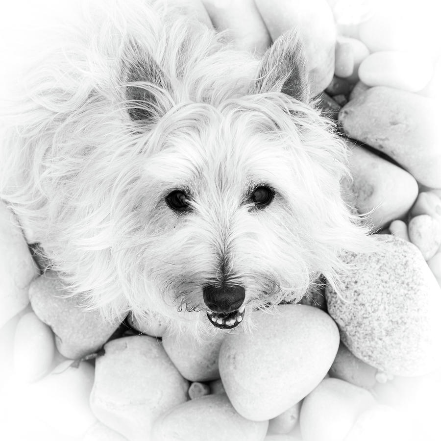 Cair Terrier High Key Portrait Photograph by Douglas Allen