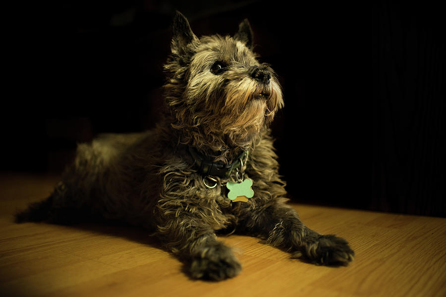 Cairn Terrier on the Floor Photograph by Douglas Allen Cairn Terrier on the Floor Photograph by Douglas Allen
