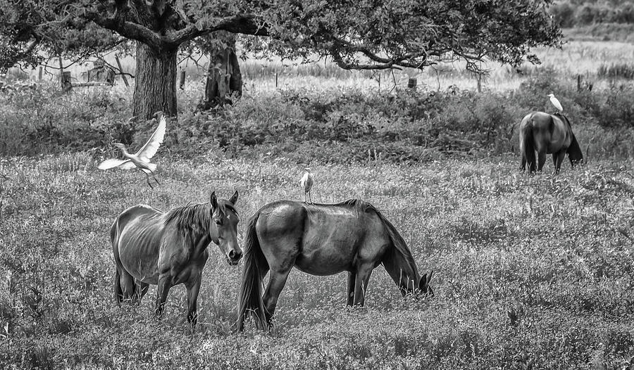 Cajun Horses love their Egrets Photograph by Travel Quest Photography