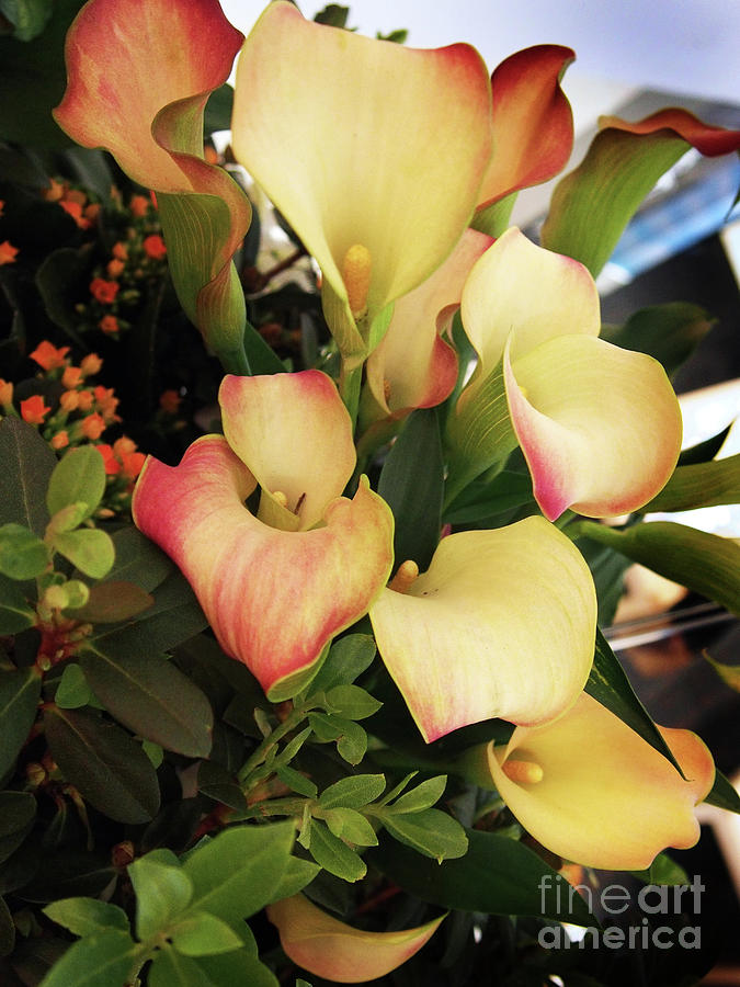 Cala Lilies x230330-121 Photograph by Dorothy Lee