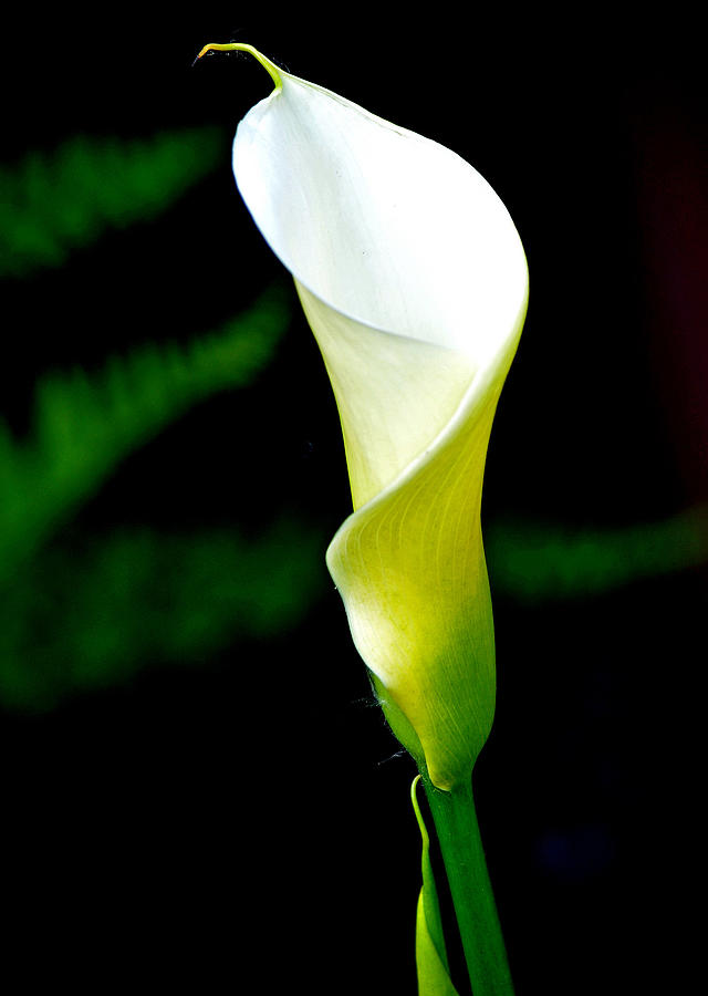 Cala Lilly Photograph by Jim Spencer - Fine Art America