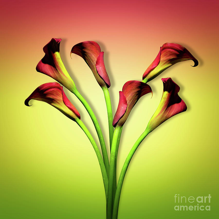 Flower Photograph - Calla Lily Beautiful Flowers by Mark Ashkenazi