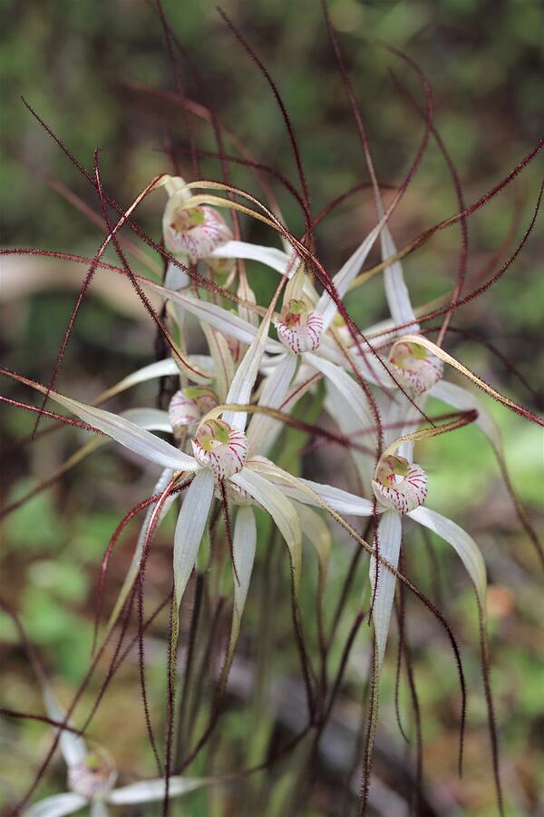 Orchid Photograph - Caladenia longicauda Clump by Michaela Perryman
