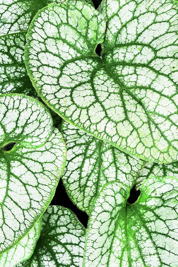 Caladium  Leaf Study In Green And White Photograph