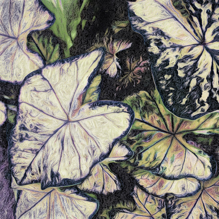Caladium Leaves Abstract Square Two Mixed Media