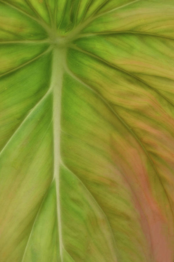 Caladium with Calming Colors Photograph by Nadalyn Larsen