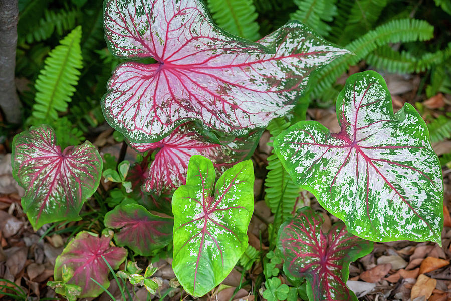 Caladiums LOTS AND LOTS X104 Photograph by Rich Franco