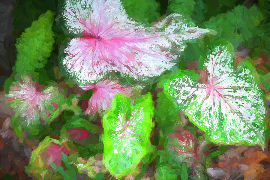 Caladiums LOTS AND LOTS X105 Photograph by Rich Franco