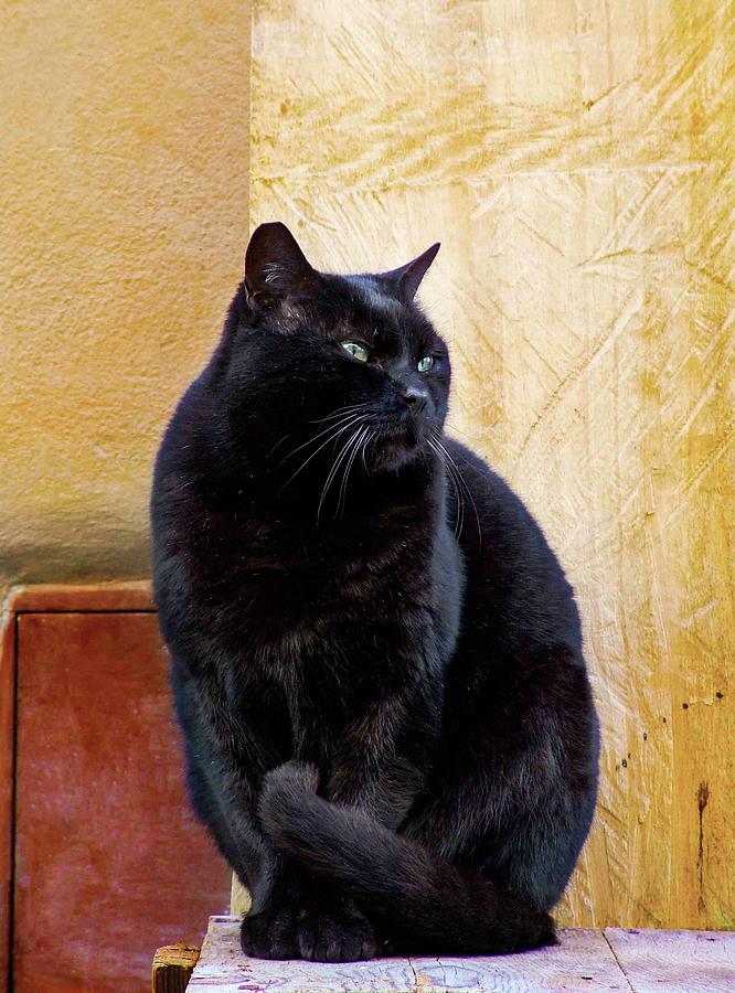The Calcatas Black Cat Photograph by Soraya DApuzzo