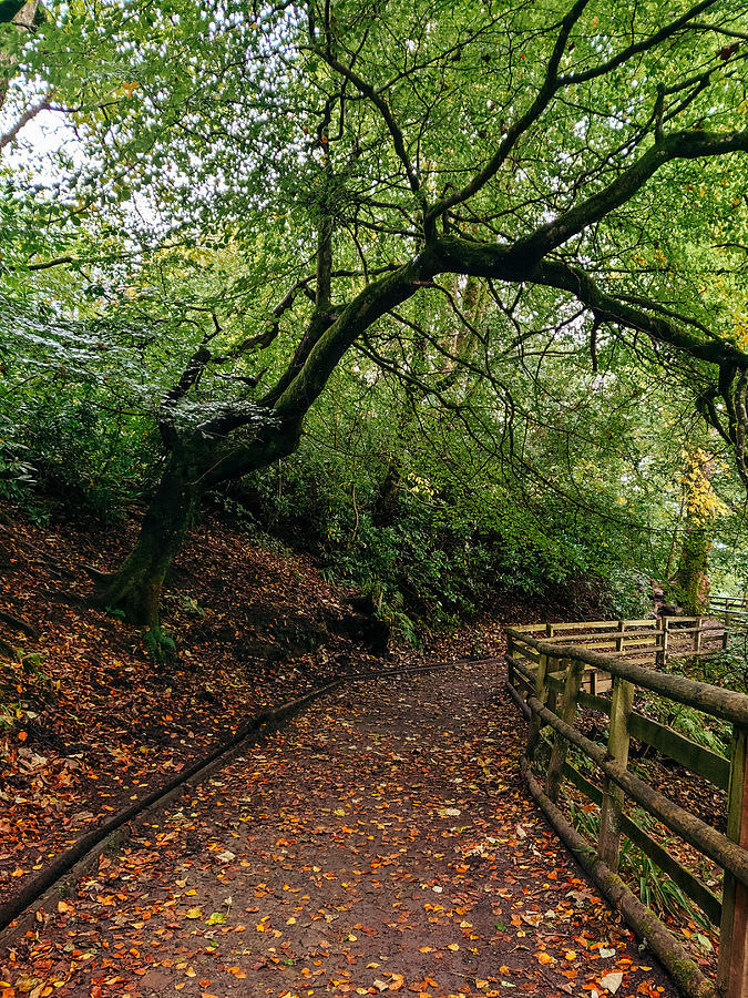 Pathway Photograph - Calderglen Autumn 2021 - 01 by David Gallie