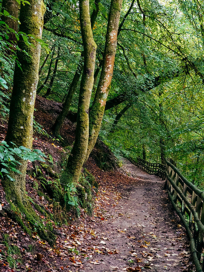 Pathway Photograph - Calderglen Autumn 2021 - 02 by David Gallie