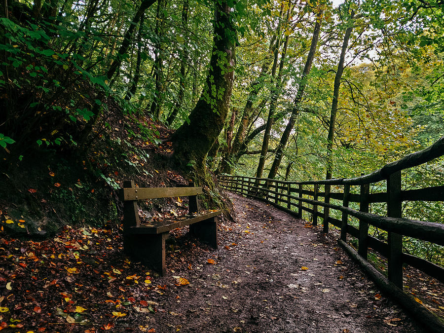 Pathway Photograph - Calderglen Autumn 2021 - 03 by David Gallie