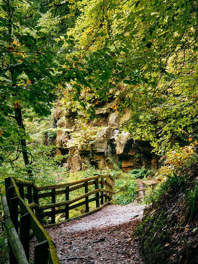 Pathway Photograph - Calderglen Autumn 2021 - 04 by David Gallie