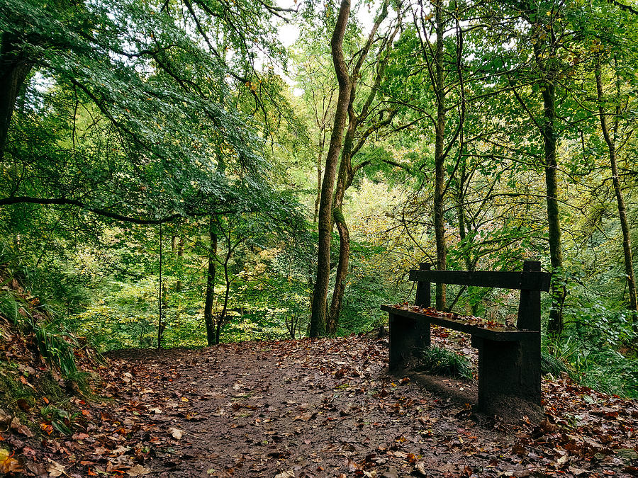 Pathway Photograph - Calderglen Autumn 2021 - 05 by David Gallie
